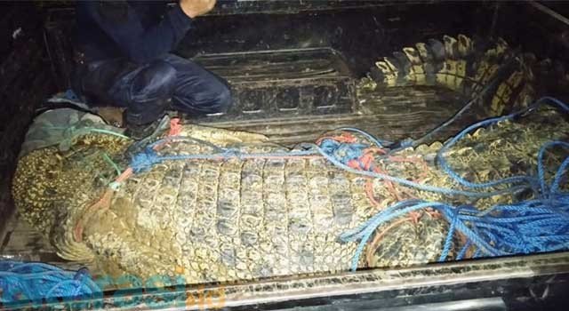Buaya 4,5 Meter Hebohkan Warga