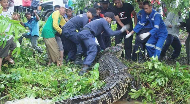 Buaya Raksasa Masih Berkeliaran, Warga Diminta Tak Bermain di Sungai