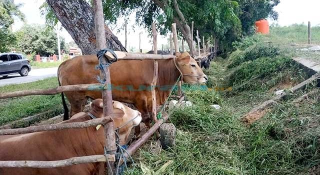 Untung dan Rugi Berjualan Sapi Menjelang Iduladha