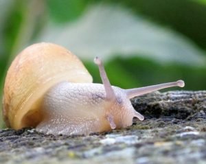 Produk Snail Skincare Korea