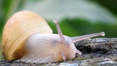 Produk Snail Skincare Korea