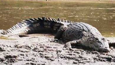 Berenang di Pinggir Laut, Anak 14 Tahun di Bontang Digigit Buaya, Kaki dan Leher Sobek