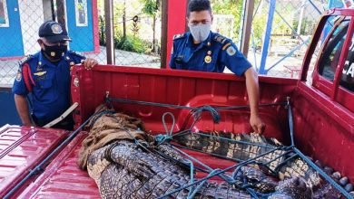 Buaya 3 Meter Diamankan 15 Security di Area Pelabuhan Badak LNG