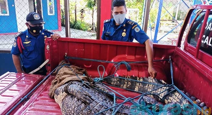 Buaya 3 Meter Diamankan 15 Security di Area Pelabuhan Badak LNG