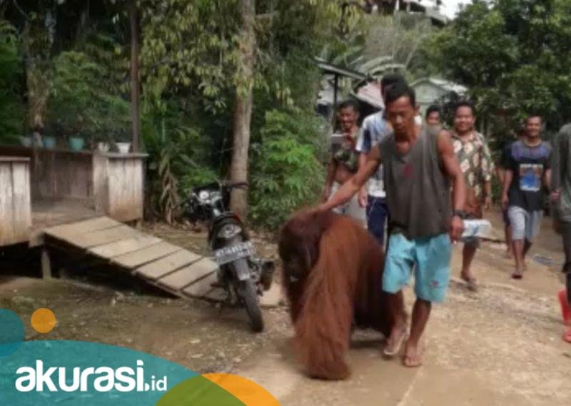 Orang Utan Masuk Perkampungan di Paser, Hutan yang Kian Menipis Diduga Jadi Pemicu, Kini Ditangani BKSDA