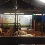 Waktu Karantina 14 Hari, Harga Kambing Kurban Alami Kenaikkan