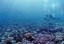 The Underwater Jewel: Mengungkap Serunya Menyelam di Ambon