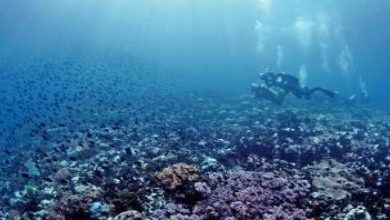 The Underwater Jewel: Mengungkap Serunya Menyelam di Ambon
