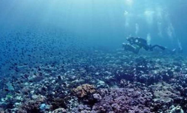 The Underwater Jewel: Mengungkap Serunya Menyelam di Ambon