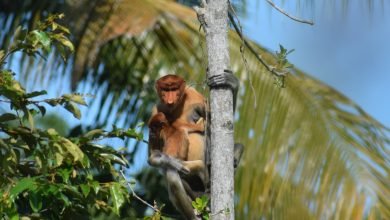 Bekantan di Ambang Kepunahan, Ulah Manusia Jadi Penentu