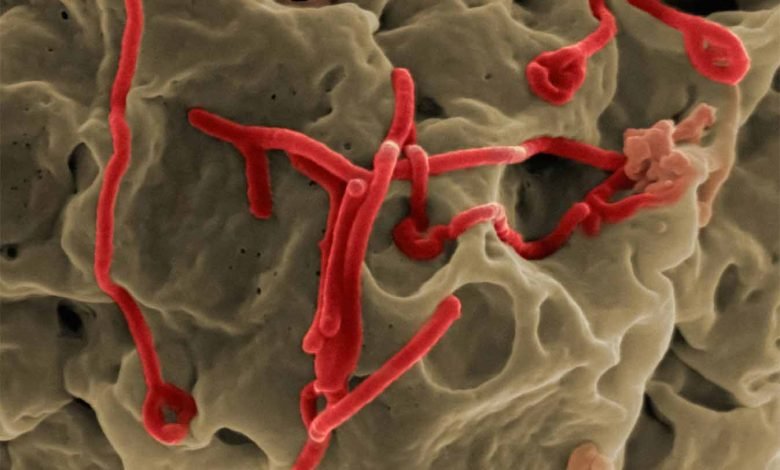 Ilmuwan China Ciptakan Virus Ebola Mutan yang Lebih Mematikan