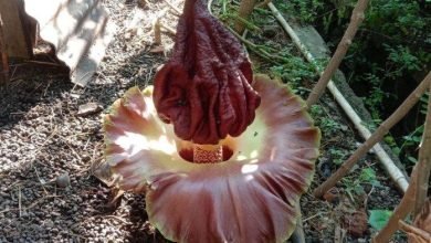 Fenomena Langka Bunga Bangkai Mekar di Desa Mundakjaya, Indramayu