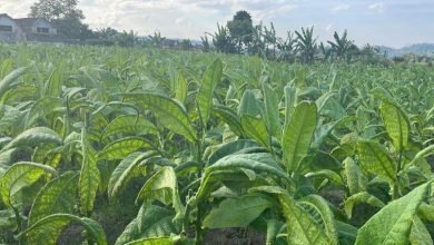 Gudang Garam Stop Beli Tembakau Temanggung, Petani Gigit Jari di Tengah Panen